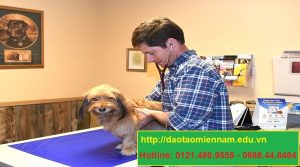 trung cấp chăn nuôi thú y tại an nhơn