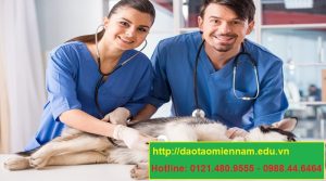 trung cấp chăn nuôi thú y tại bình chánh