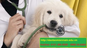 trung cap chan nuoi thu y tại bình định