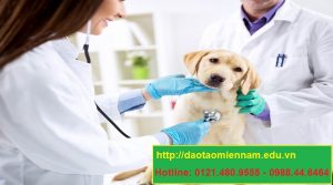 trung cấp chăn nuôi thú y tại bình thuận