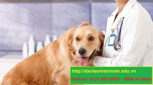 trung cấp chăn nuôi thú y tại cam ranh