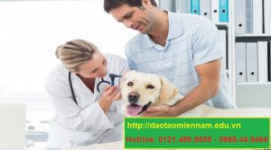 trung cấp chăn nuôi thú y tại hoài ân