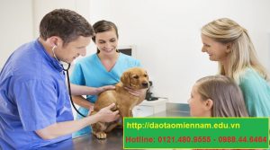 trung cấp chăn nuôi thú y tại hóc môn