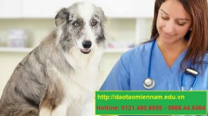 trung cap chan nuoi thu y tại khánh hòa