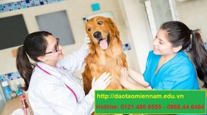 trung cấp chăn nuôi thú y tại lâm đồng