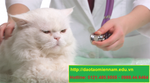 trung cấp chăn nuôi thú y tại ninh thuận