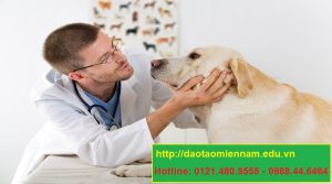 trung cấp chăn nuôi thú y tại phù mỹ