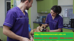 trung cấp chăn nuôi thú y tại phú nhuận