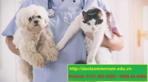 trung cấp chăn nuôi thú y tại pleiku