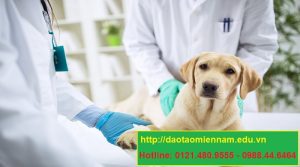 trung cấp chăn nuôi thú y tại quận 2