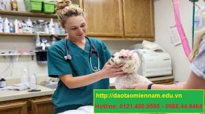 trung cấp chăn nuôi thú y tại quận 4