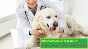 trung cấp chăn nuôi thú y tại quận 8