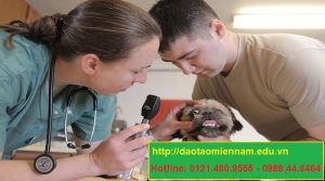 trung cấp chăn nuôi thú y tại tân phú