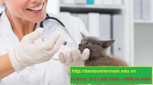 trung cấp chăn nuôi thú y tại tphcm