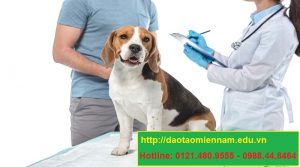 trung cap chan nuoi thu y tại tuy hòa