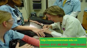 trung cấp chăn nuôi thú y tại vân canh