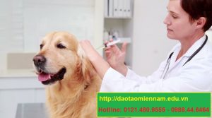 trung cấp chăn nuôi thú y tại vĩnh thạnh