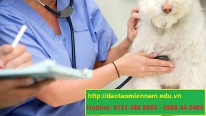 trung cấp chăn nuôi thú y tại cà mau