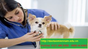 trung cấp chăn nuôi thú y tại cao lãnh