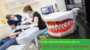 chứng chỉ y sỹ nha khoa tại phù cát