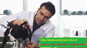 trung cấp chăn nuôi thú y tại sóc trăng