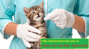 trung cấp chăn nuôi thú y tại vĩnh long